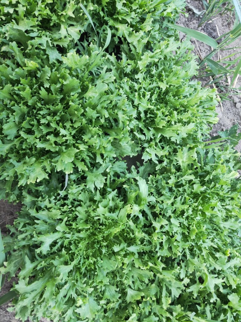 散叶苦菊罗马直立紫叶大白菜散花