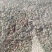 蛇床子，野生蛇床子，新货，货干，无杂，无土，质量好。
