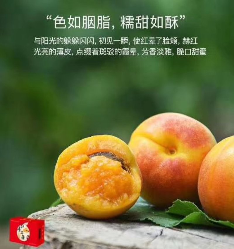 阿克苏4团吊干杏