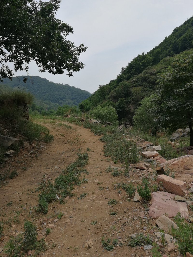 荒地
