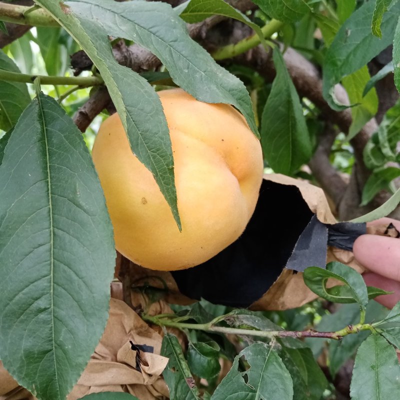 黄桃