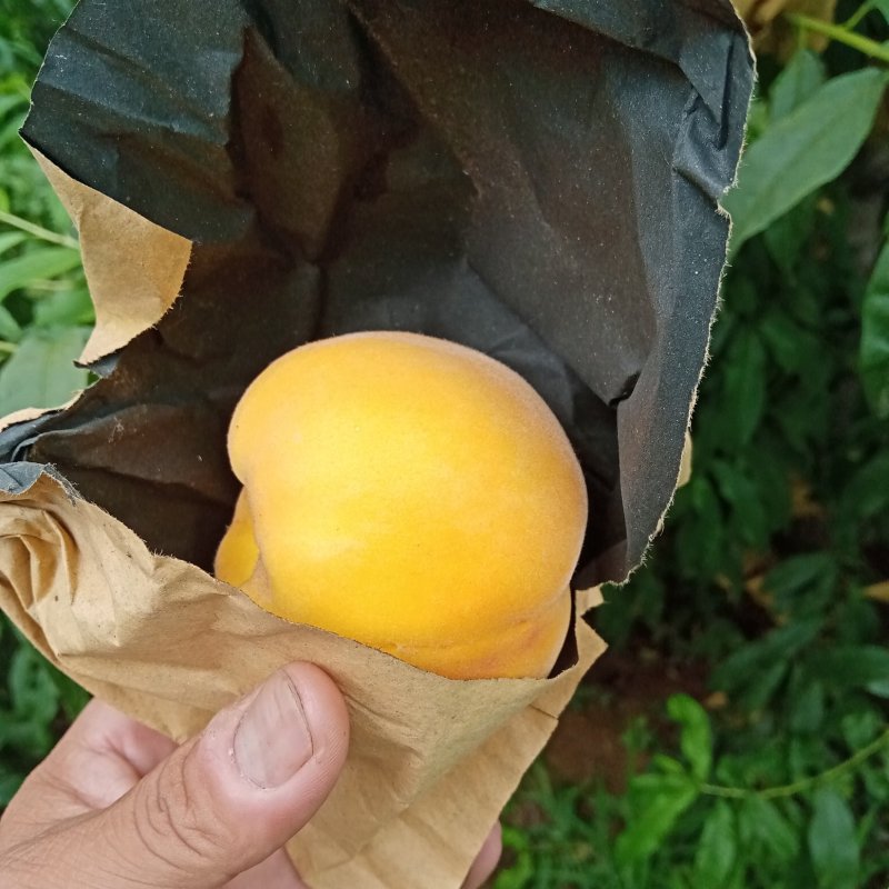 黄桃