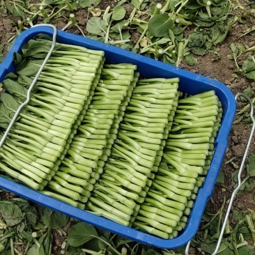 菜心（广东菜心）菜地直销，品质保证，挥泪售卖，跪求下单