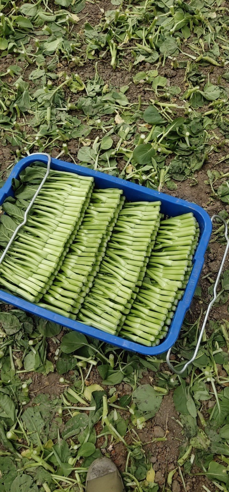 菜心（广东菜心）菜地直销，品质保证，挥泪售卖，跪求下单