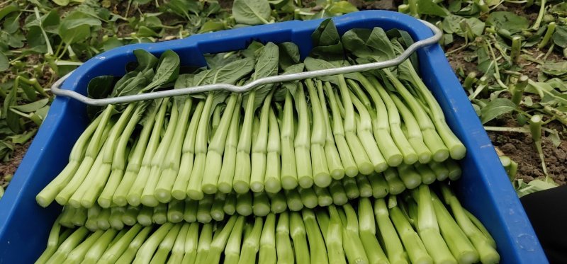 菜心（广东菜心）菜地直销，品质保证，挥泪售卖，跪求下单