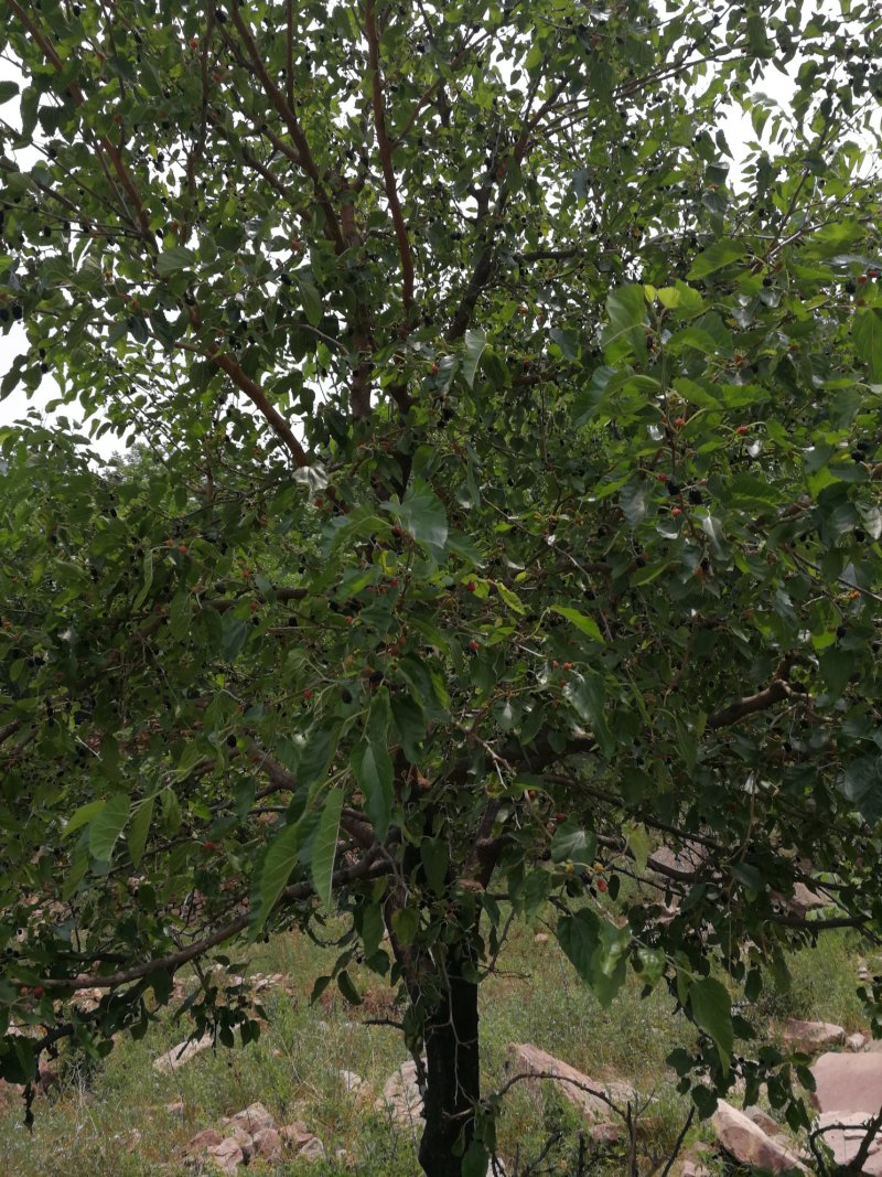 巟山