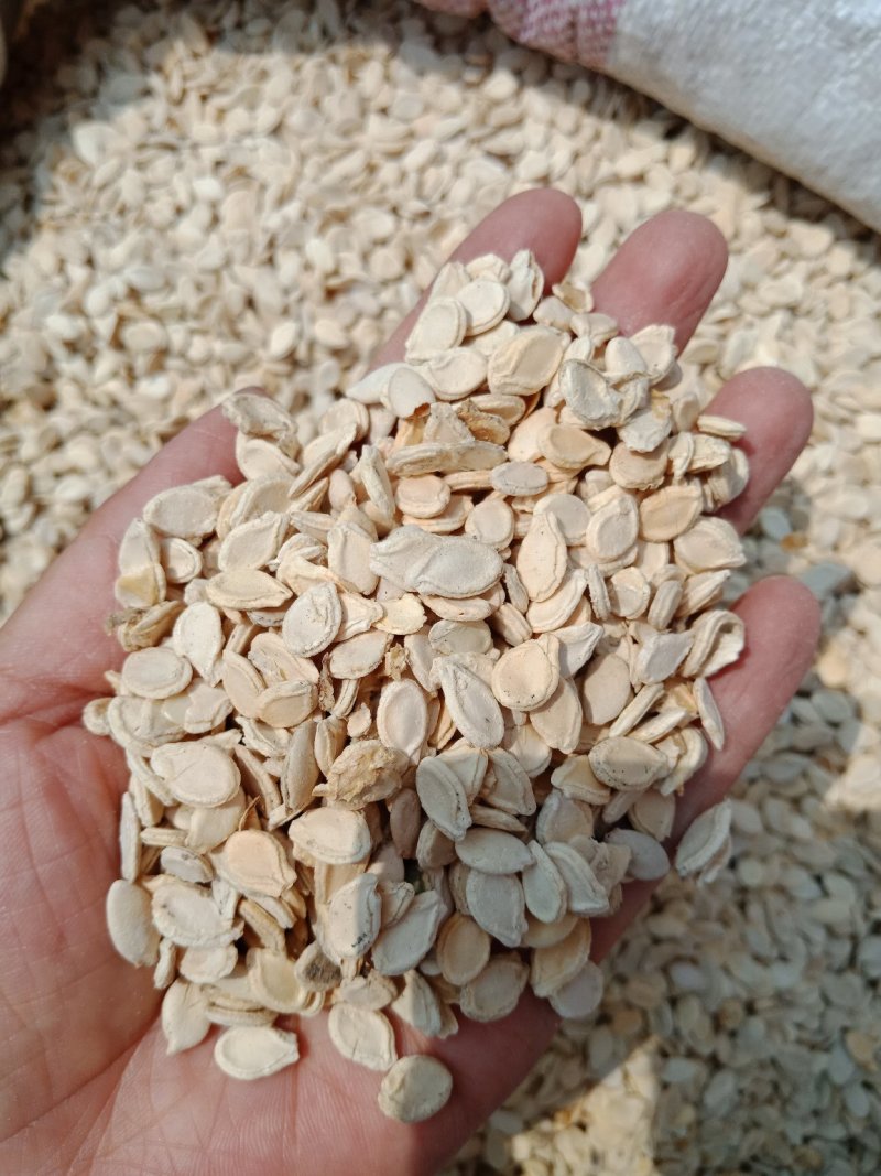 冬瓜子籽药用不是种子冬瓜籽批发零售各种规格中药材