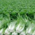 【大白菜】大量热销中✔4-6斤净菜✔质量好价格优欢迎选购