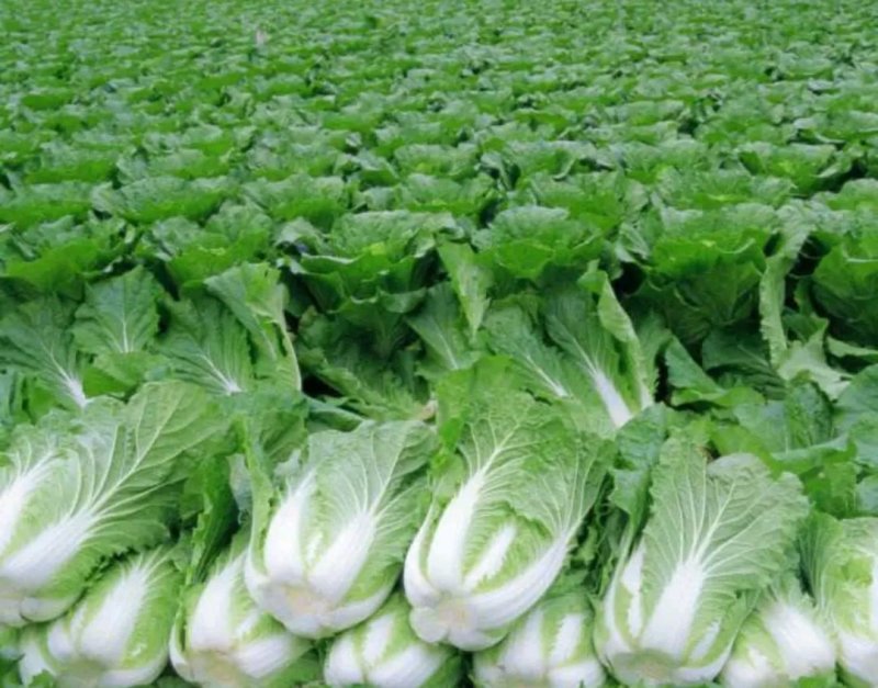【大白菜】大量热销中✔4-6斤净菜✔质量好价格优欢迎选购