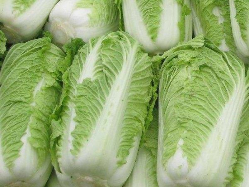 【大白菜】大量热销中✔4-6斤净菜✔质量好价格优欢迎选购