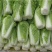 【大白菜】大量热销中✔4-6斤净菜✔质量好价格优欢迎选购