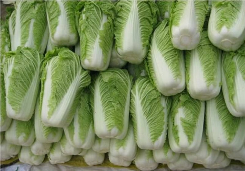【大白菜】大量热销中✔4-6斤净菜✔质量好价格优欢迎选购