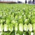 【大白菜】大量热销中✔4-6斤净菜✔质量好价格优欢迎选购