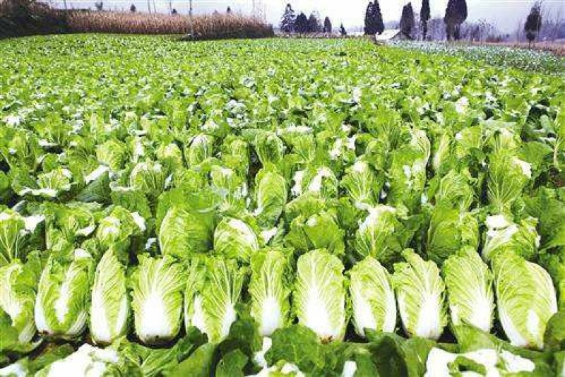 【大白菜】大量热销中✔4-6斤净菜✔质量好价格优欢迎选购