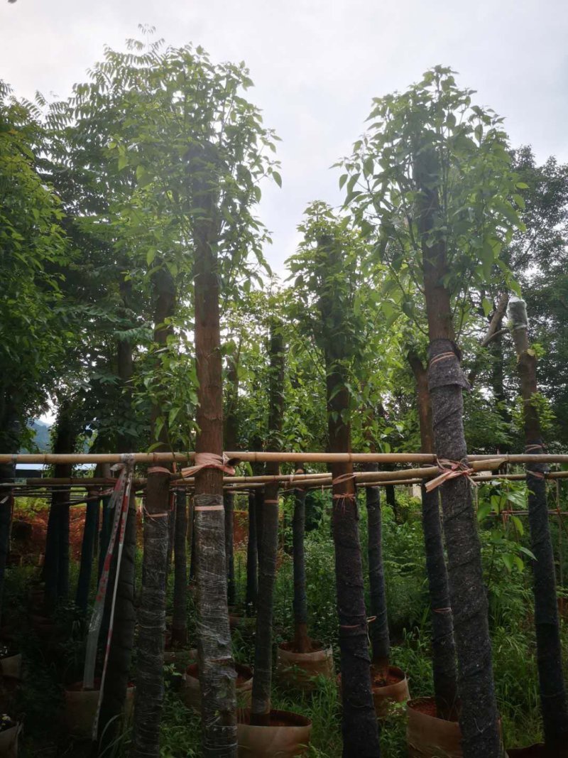 10栾树袋苗，湖北栾树，湖南栾树