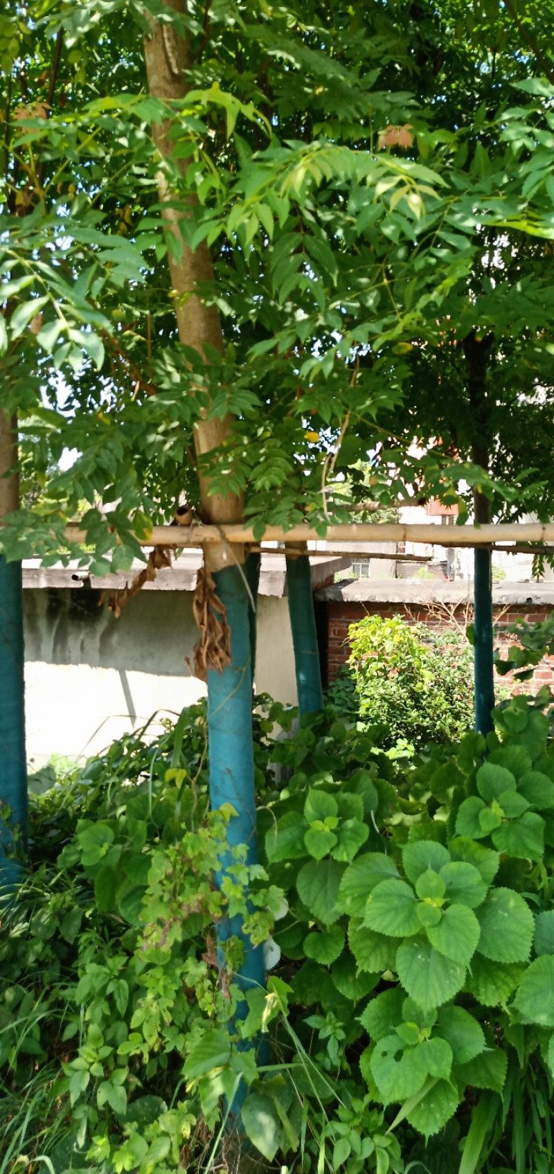 10栾树袋苗，湖北栾树，湖南栾树