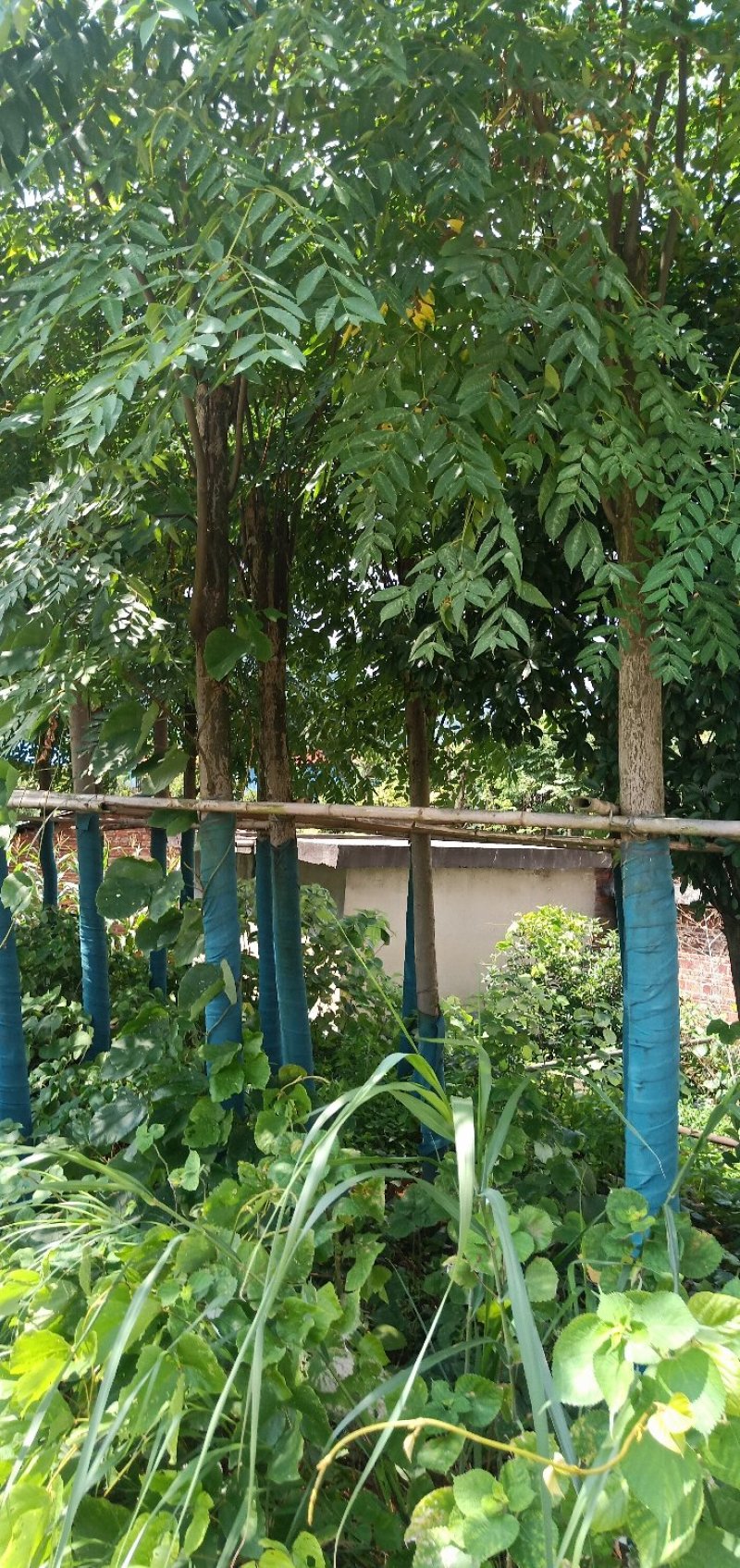 10栾树袋苗，湖北栾树，湖南栾树