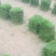 马尼拉草块草卷，广东卷草，福建卷草