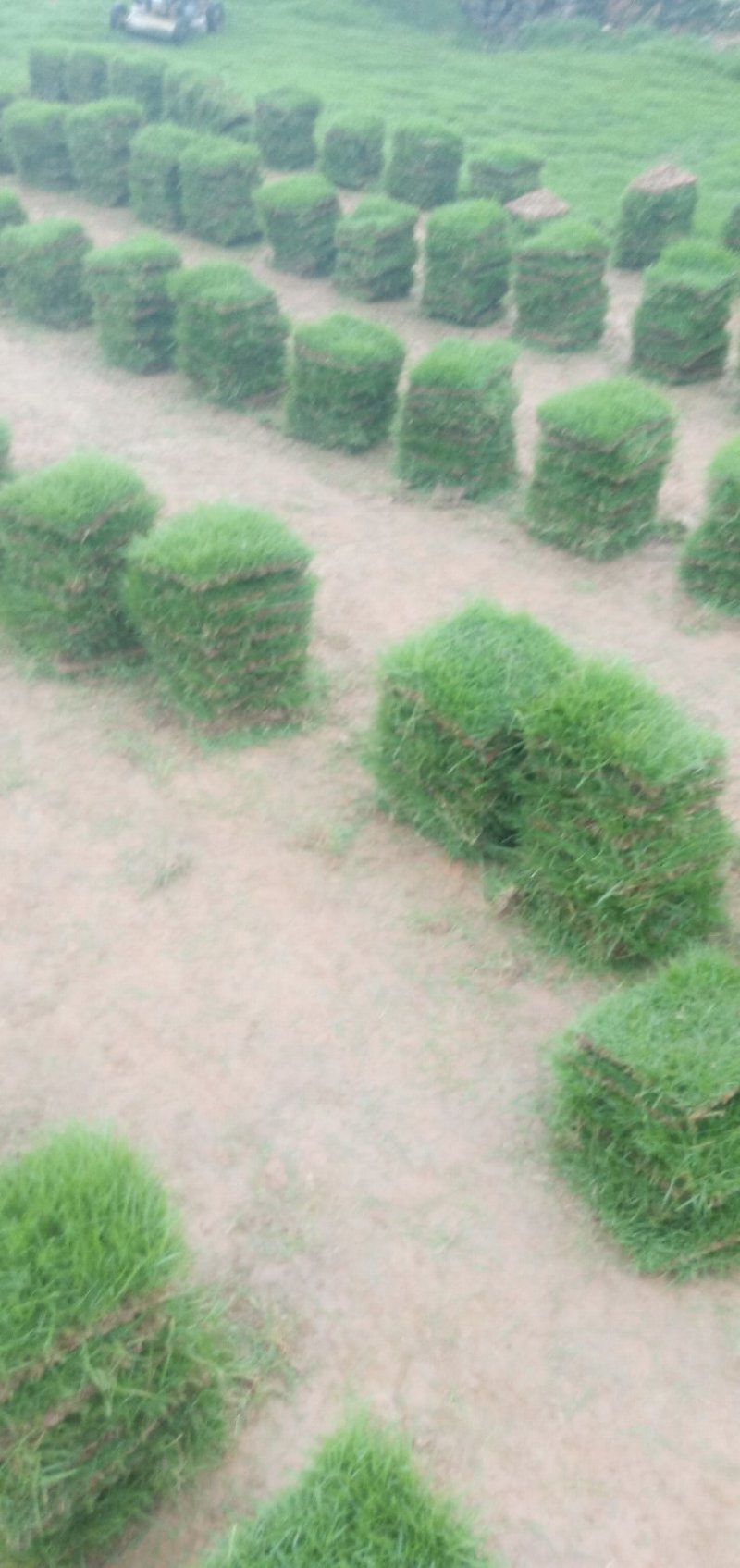 马尼拉草块草卷，广东卷草，福建卷草