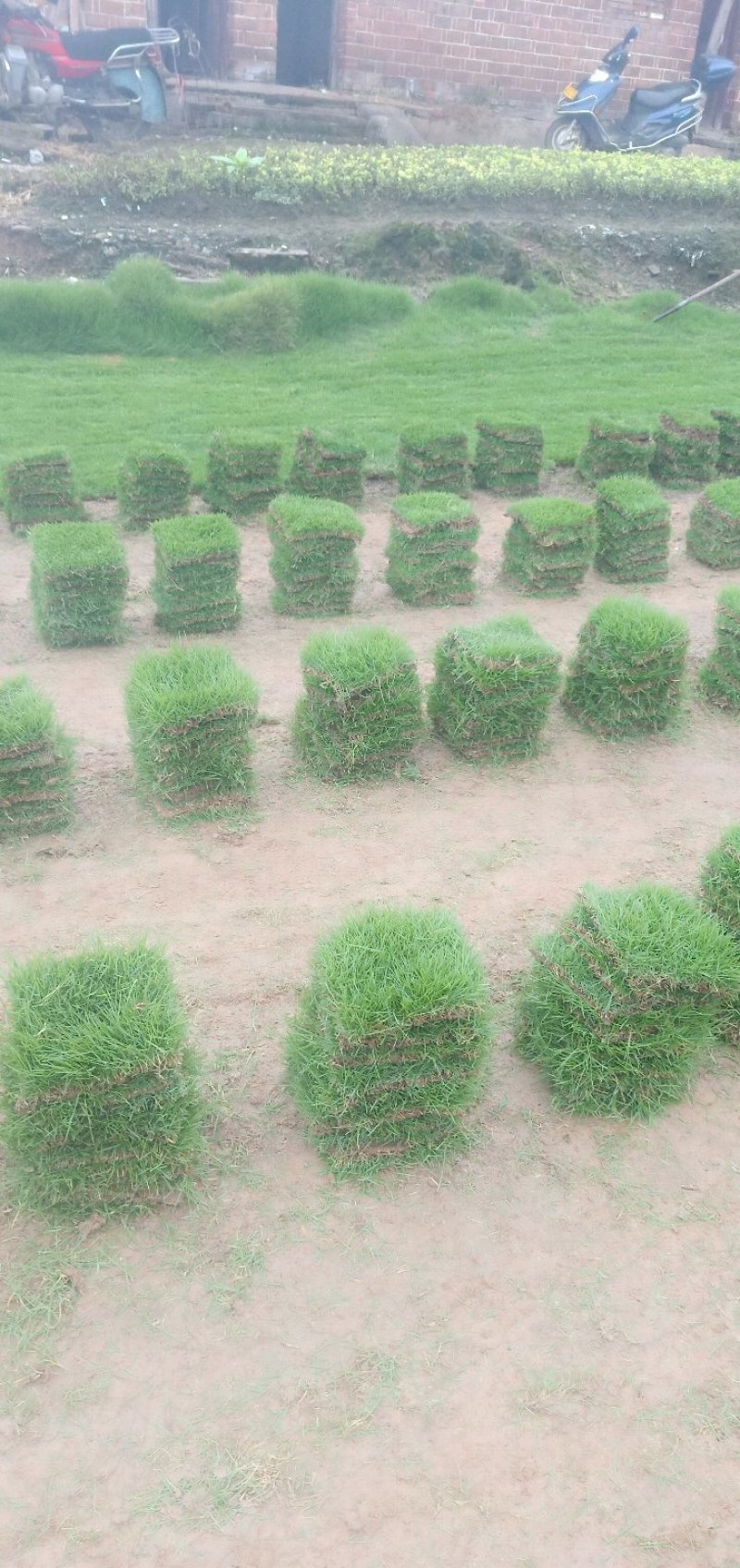 马尼拉草块草卷，广东卷草，福建卷草