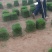 马尼拉草块草卷，广东卷草，福建卷草