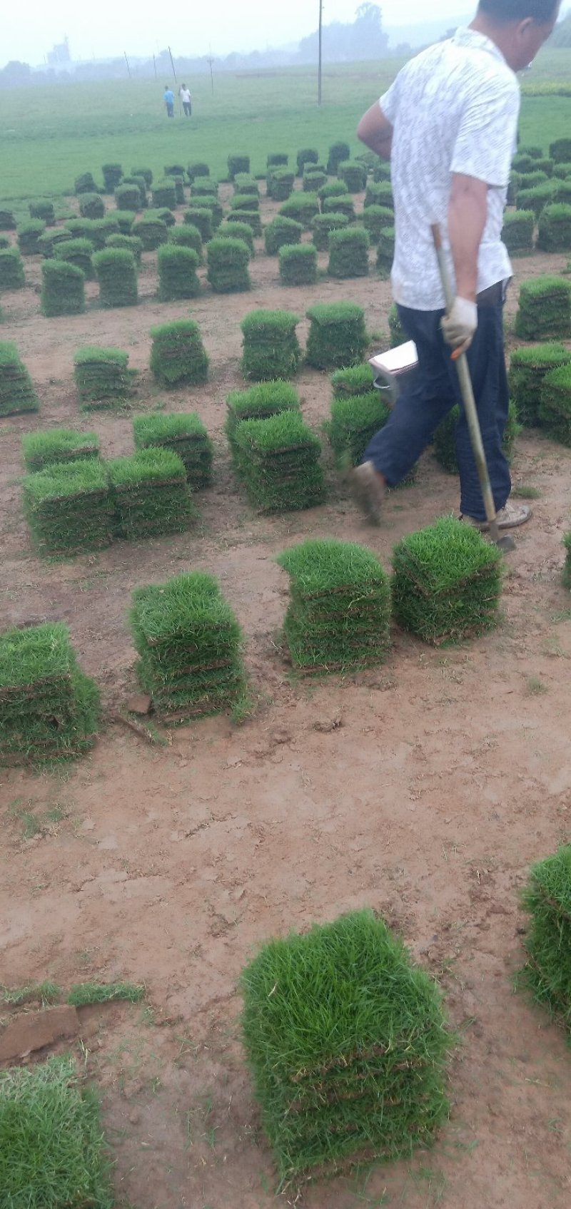 马尼拉草块草卷，广东卷草，福建卷草