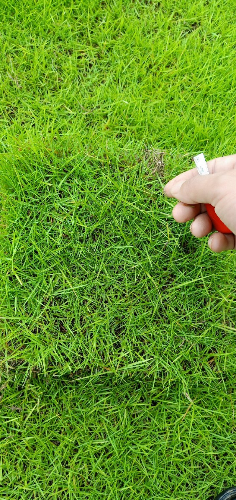 马尼拉草块草卷，广东卷草，福建卷草
