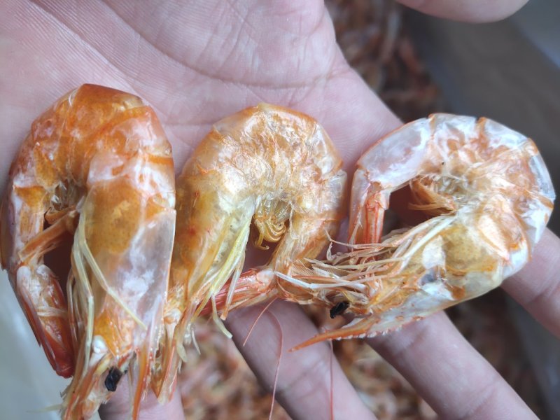 精品烤虾干，各种规格，一手加工，各种规格，常年供应