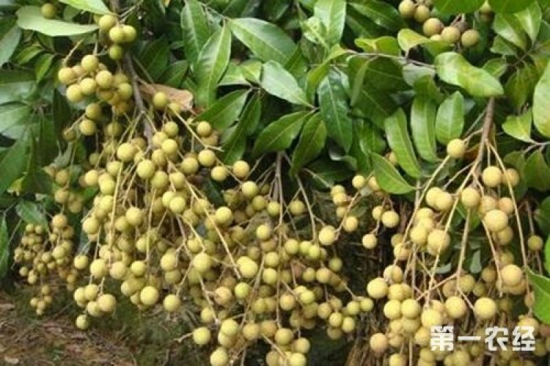 百色百果香
