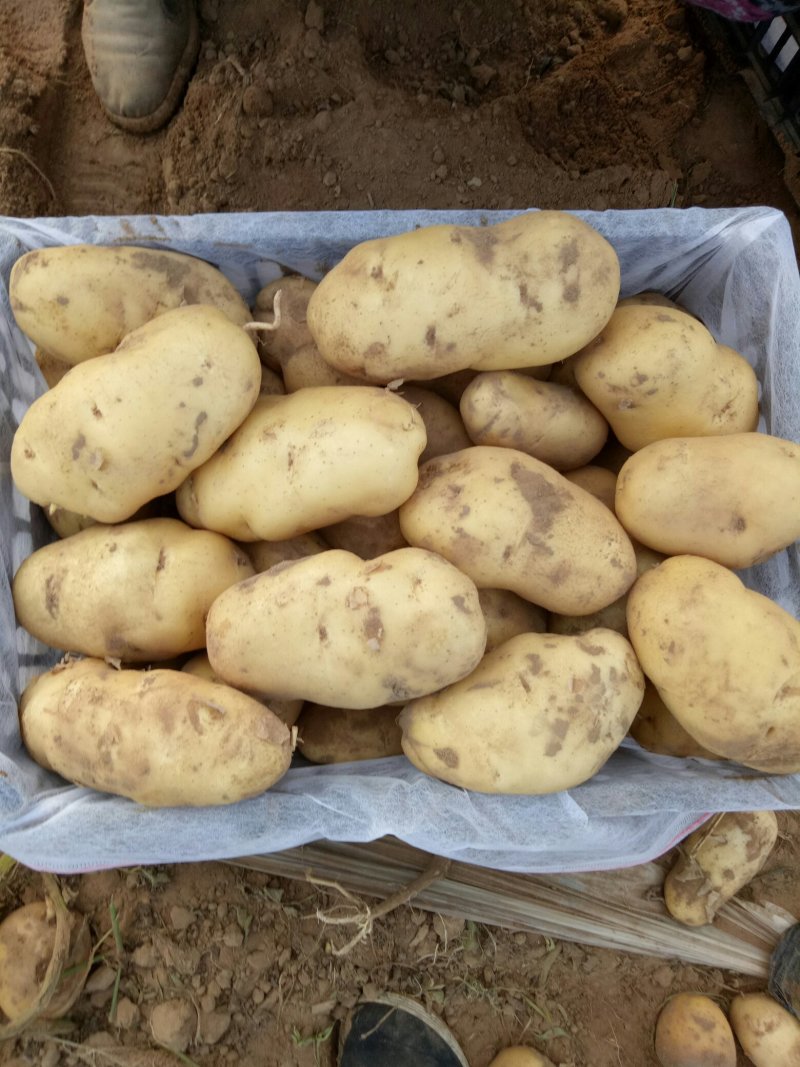 大量荷兰