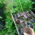 九叶青花椒苗30～50cm