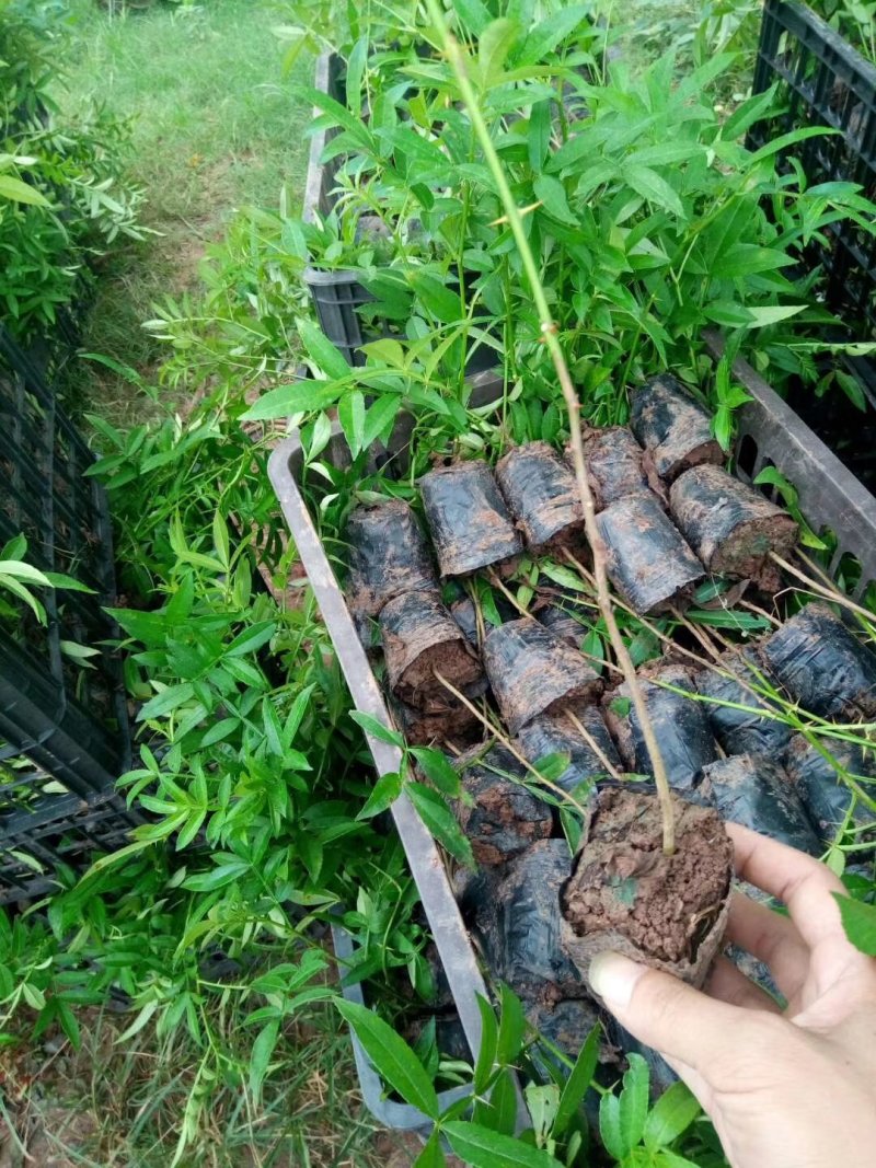 九叶青花椒苗30～50cm