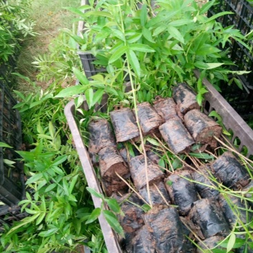 九叶青花椒苗30～50cm