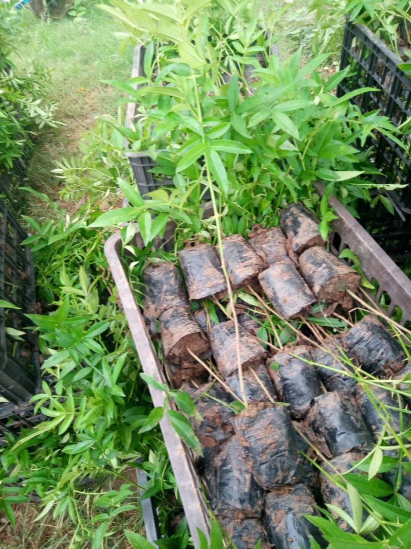 九叶青花椒苗30～50cm
