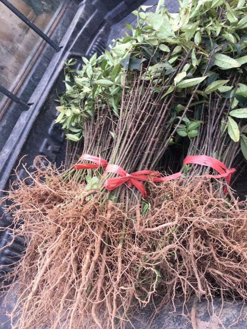 九叶青花椒苗30～50cm