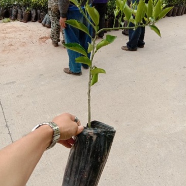 春见苗30~50cm
