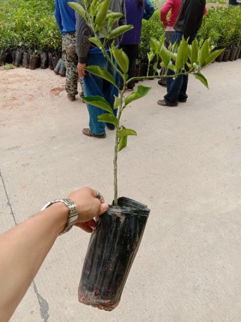 春见苗30~50cm