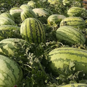 金城5号产地直供口感独特！量大价优！14斤打底