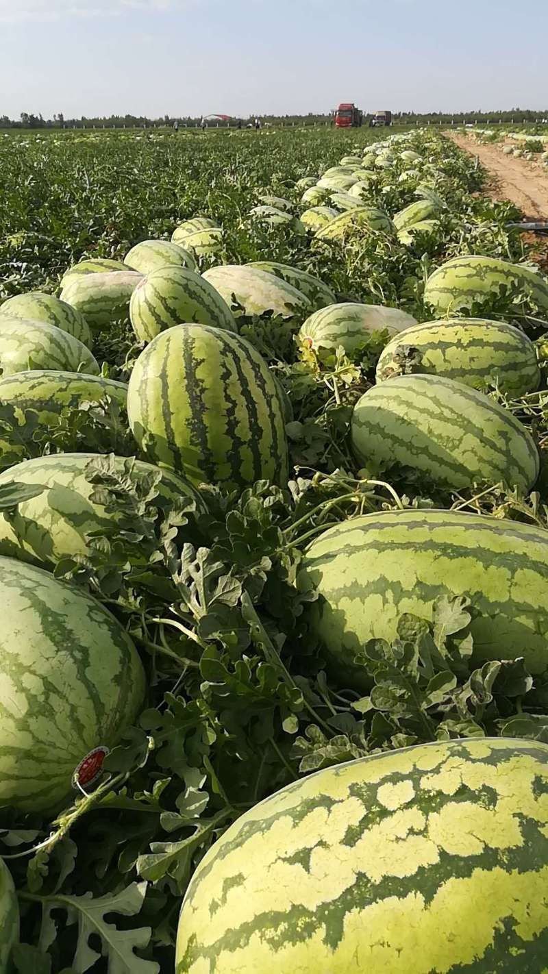 金城5号产地直供口感独特！量大价优！14斤打底