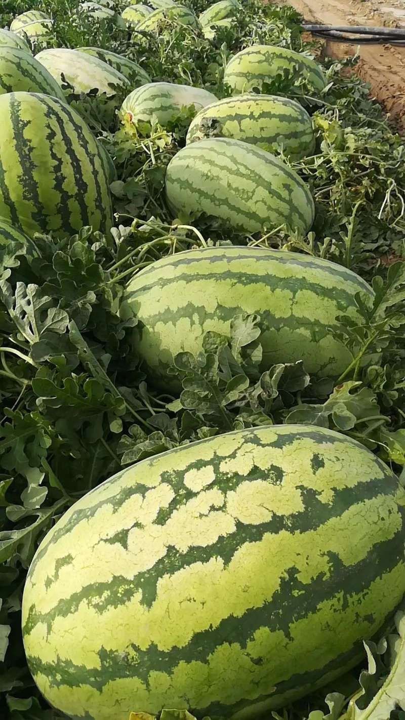 金城5号产地直供口感独特！量大价优！14斤打底