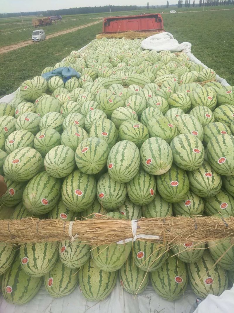 金城5号产地直供口感独特！量大价优！14斤打底