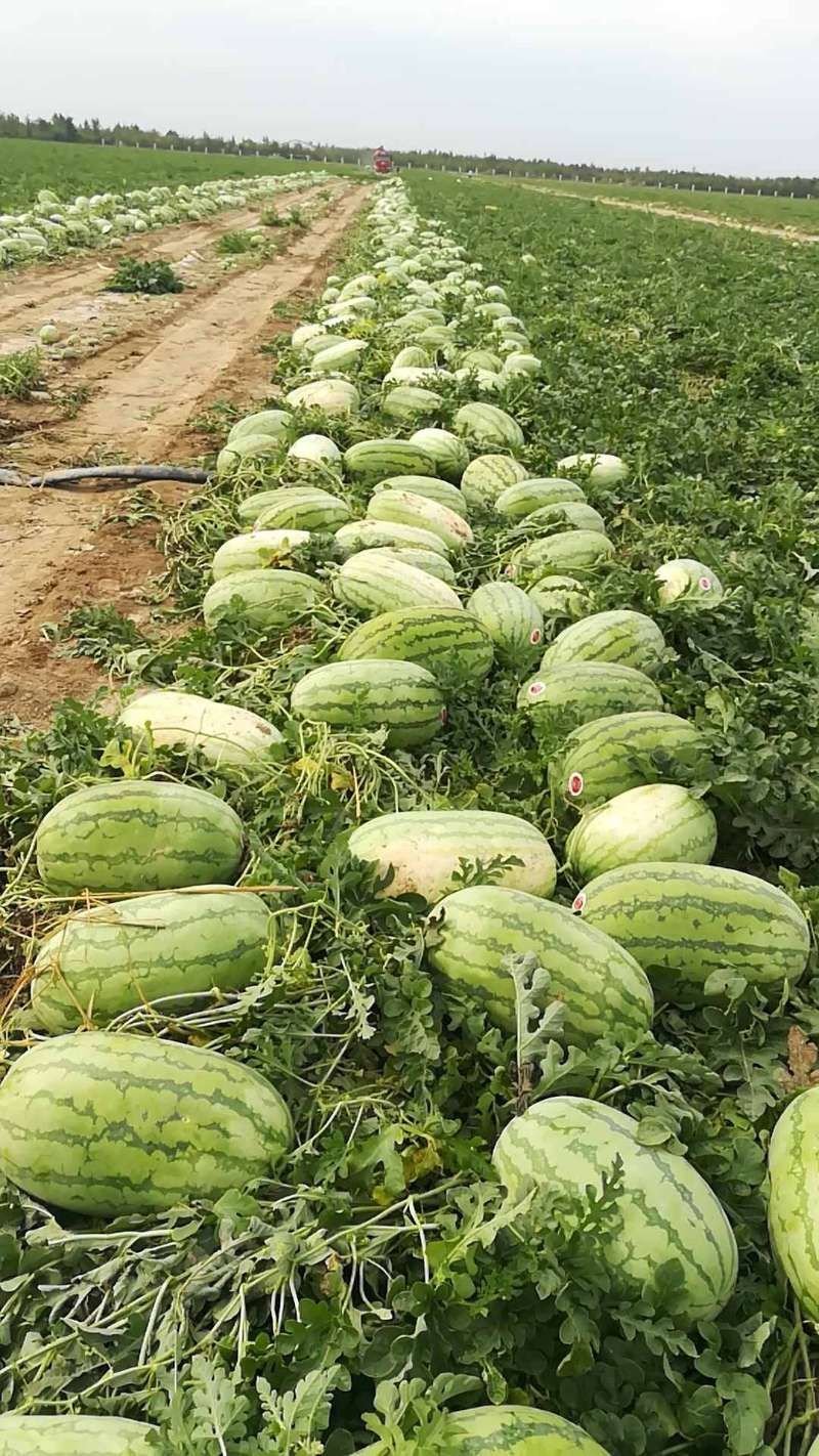 金城5号产地直供口感独特！量大价优！14斤打底