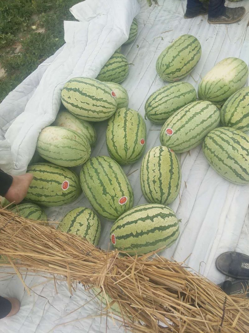金城5号产地直供口感独特！量大价优！14斤打底