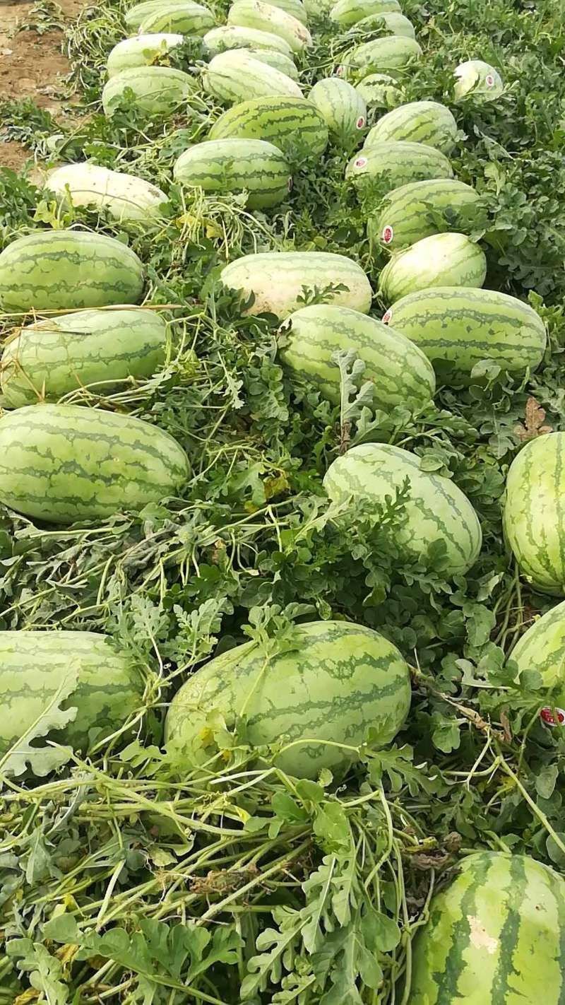 金城5号产地直供口感独特！量大价优！14斤打底