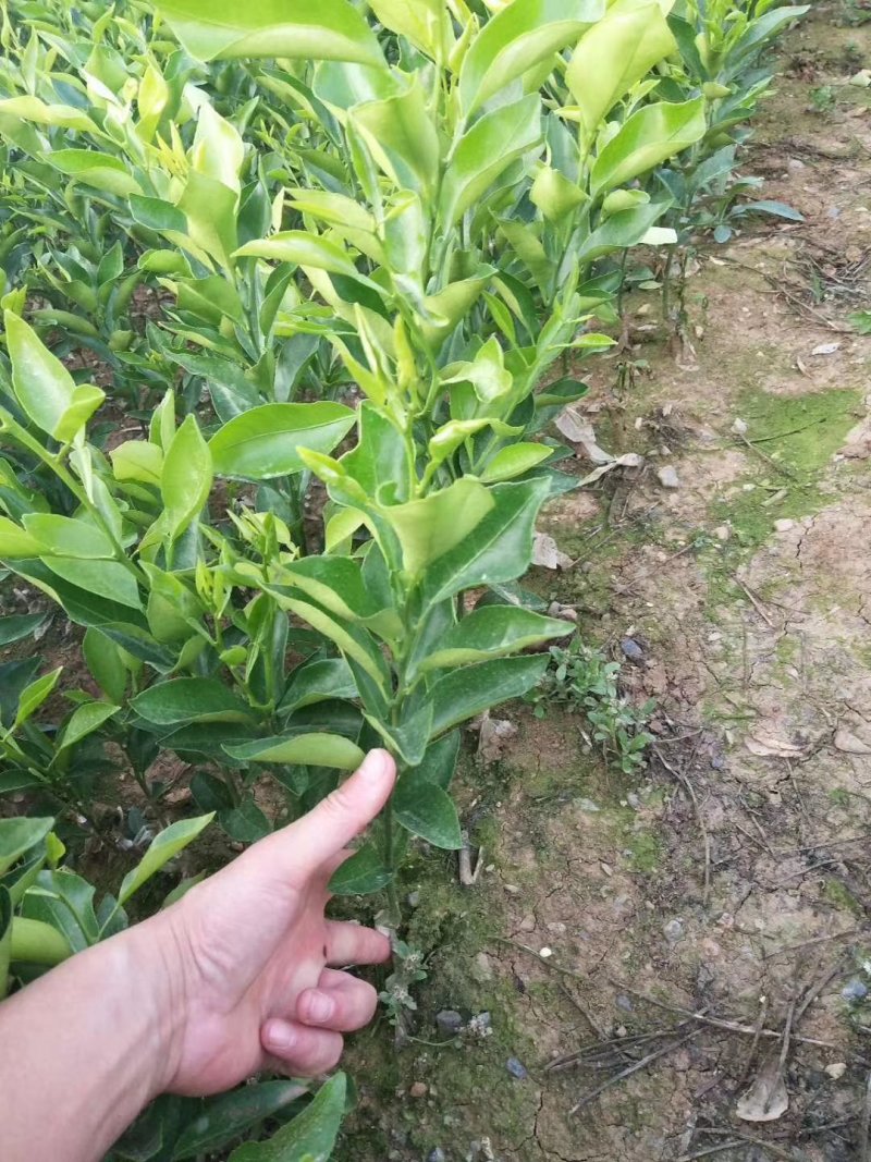 沃柑苗30～45cm