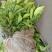爱媛38号苗30～45cm