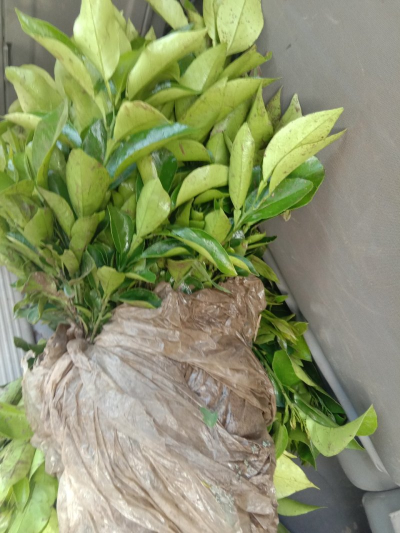 爱媛38号苗30～45cm
