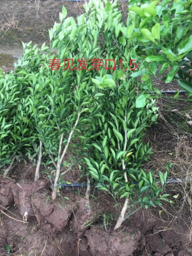 春见苗1～3公分