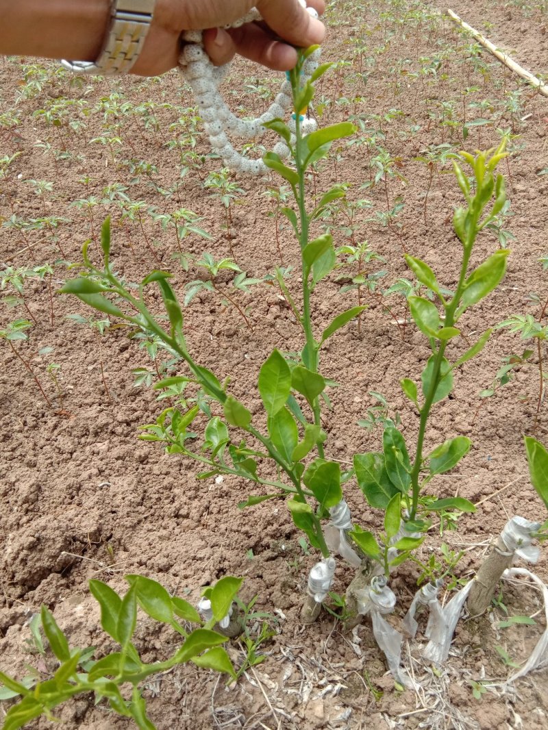 明日见枝条8～10芽