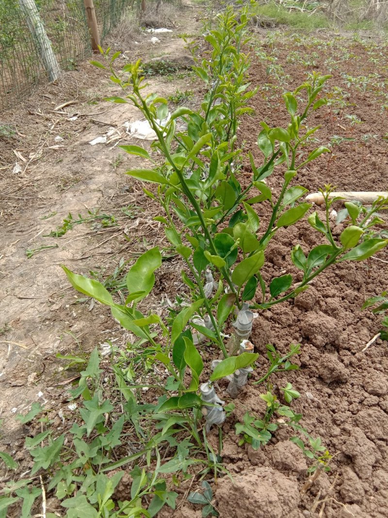 明日见枝条8～10芽